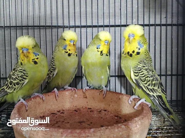 متاح جوز حب طفرات