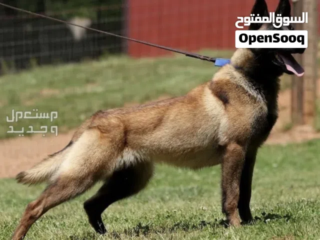 مطلوب كلب للتبني وليس للشراء