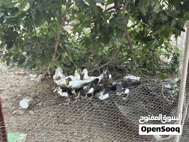 بط للبيع ما شاء الله