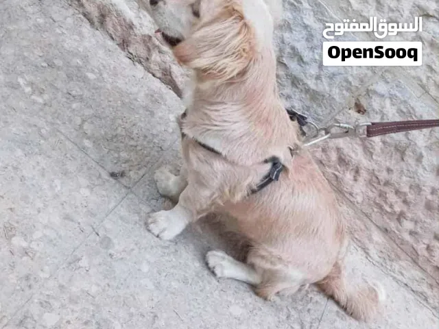 كلاب للبيع