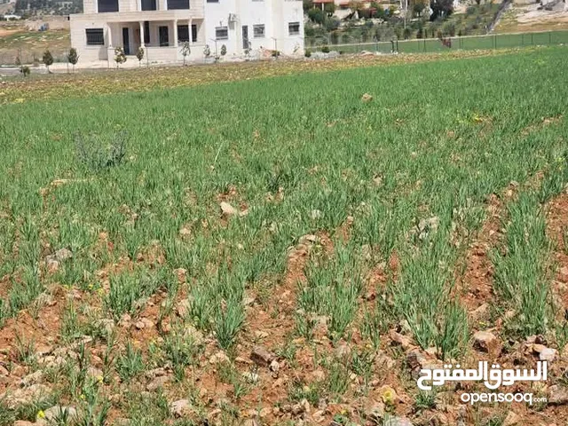 Farm Land for Sale in Mafraq Rhab