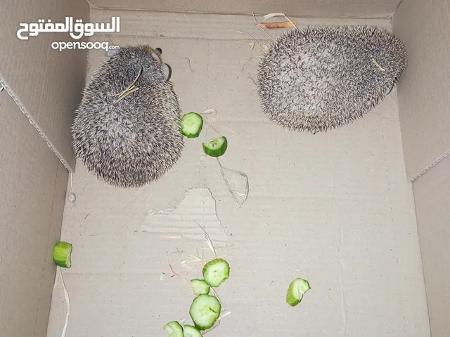 قنافذ عدد 2للبيع بحاله ممتازه