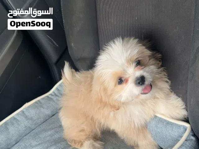 كلب للبيع اليف