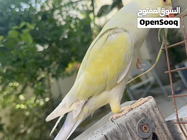 للبيع انثى دره ملونه اليفه