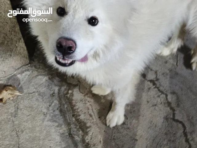 كلب للبيع.