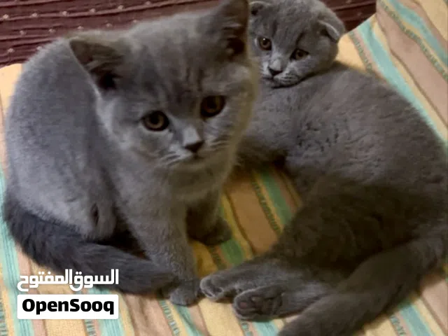 نوع القط : - 3  كيتين سكوتيش فولد وستريت ذكور