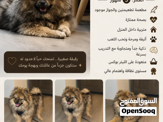 جرو بوميرانيان انثى انتاج صافي