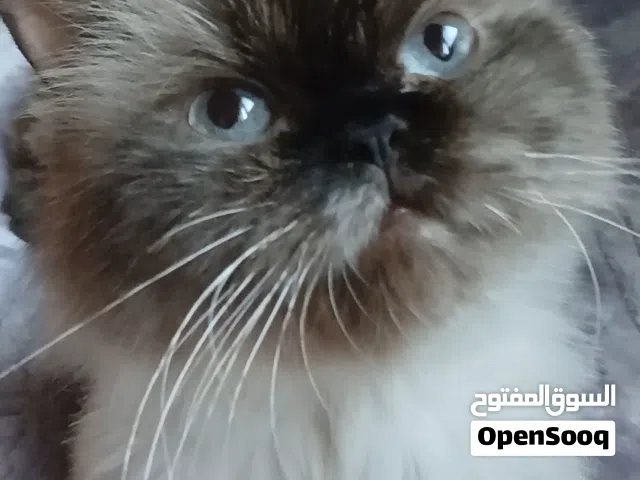 انثى همالايا ماشاءالله صحه ونظافة ماشاءالله بعتذر من جماعة التبني