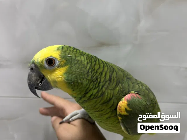ببغاء أمازون أليفه تتحدث وتقلد الأصوات وعمرها 7سنوات مع القفص