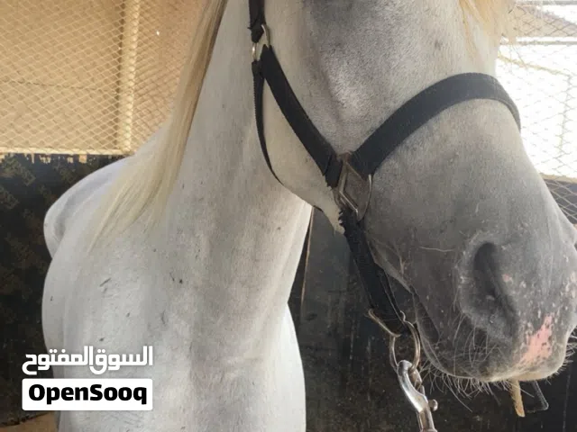 حصان سبوق العمر 3 سنوات