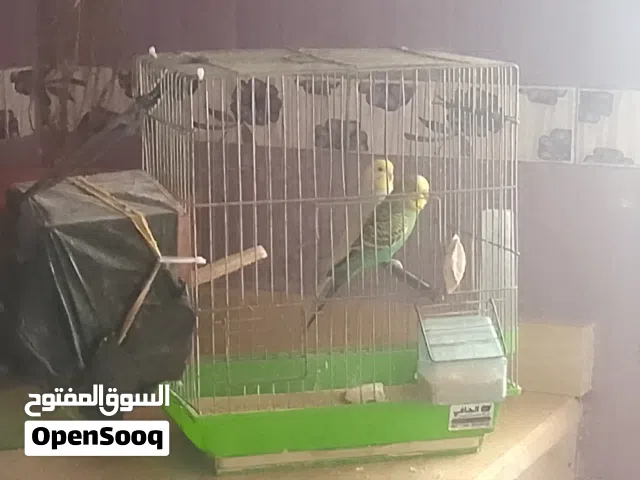 السلام عليكم ذكر وانتي بقالينوا