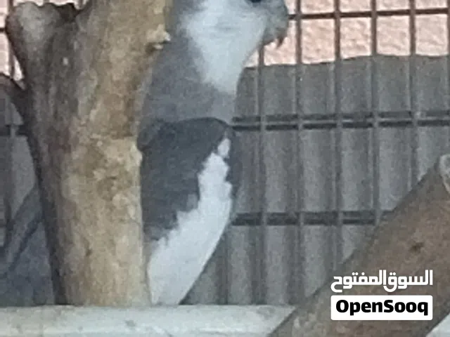 كوبية كوكتيل عندها 4 فروخ طرف قشور والتاني فرنساوي  ملاحظة البيع بالحضانة بس