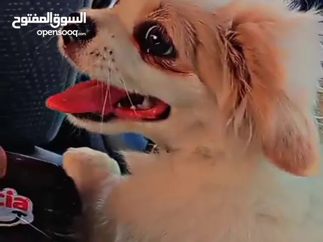 مطلوب كلب لولو فوكس عمر ثلاث شهور