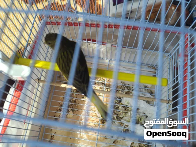 كنار روسي زيتي