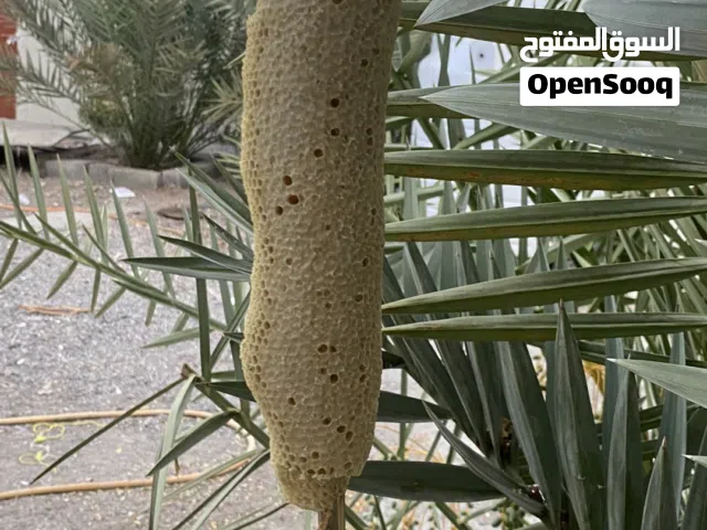 بيع عسل البرم شوف وصف