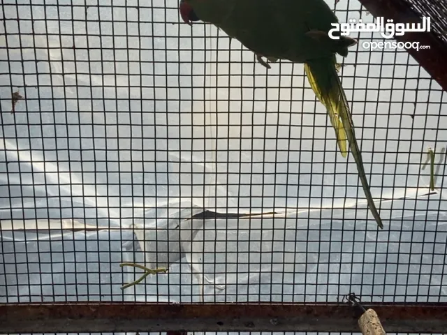 ذكر دراره للبيع او بدل علا انثا روز