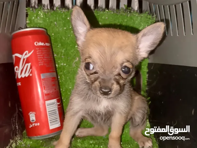3 teacup Chihuahua