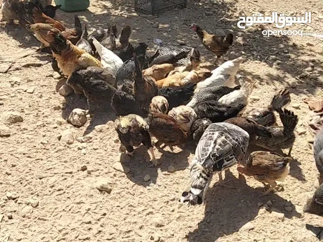 بسم الله ما شاء الله تبارك الله متاح للبيع جاج بلدي حبش وز بط فرعوني الموقع الكرك ادر