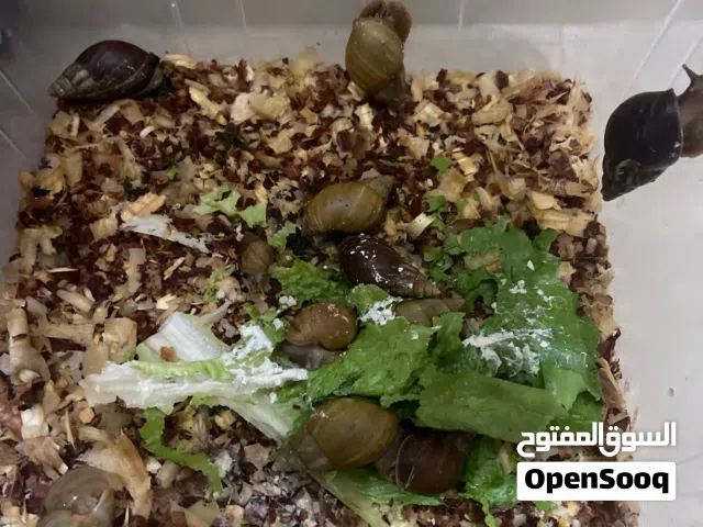 حلزونات مختلفة الأسعار
