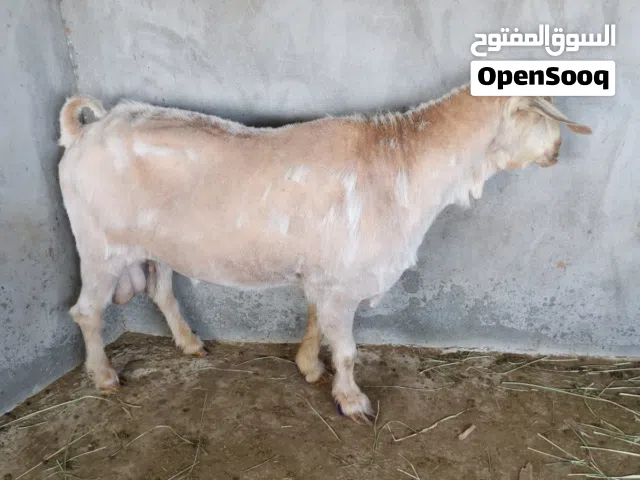 تيس عماني فحل