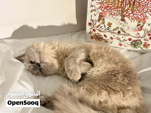 للبيع قط هملايا
