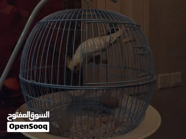 كروان اليف و وصحته ممتازه