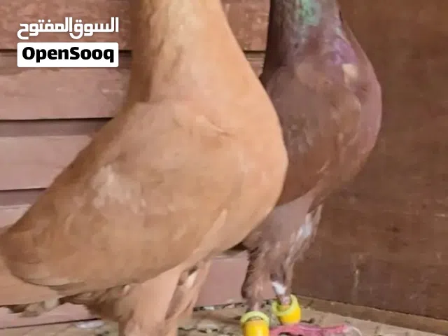 حمام متوفر