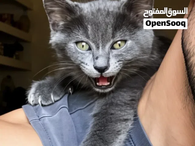 قط ذكر عمر 3 شهور
