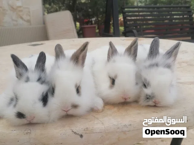 ارانب مقزم