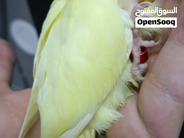 فرخ روز اليف