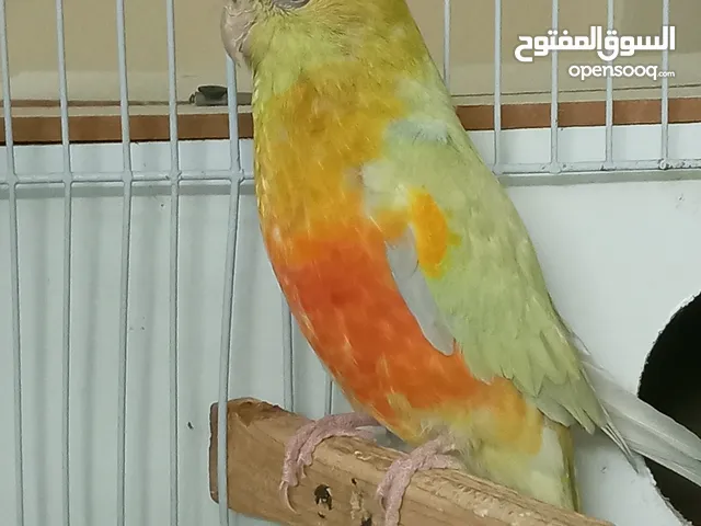 فحل ببغاء الريدرام
