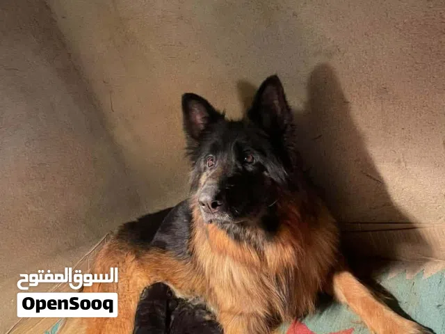 سلام عليكم ورحمة الله وبركاته متوفر جرو لوق هير