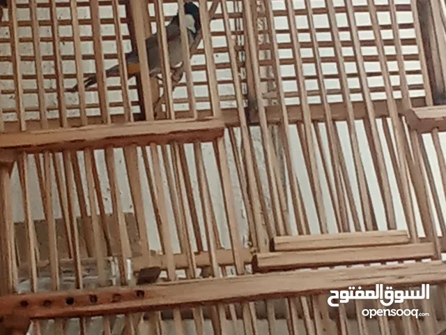 بلابل للبيع طوارة ثنينهن شرط التغريد أقره الوصف