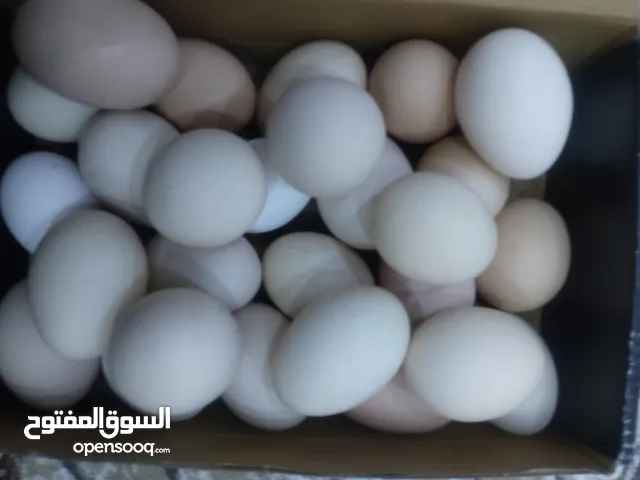 بيض دجاج عرب ملقح