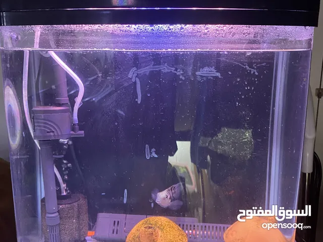 AQUARIUM 38x42x20CM COMPLETE