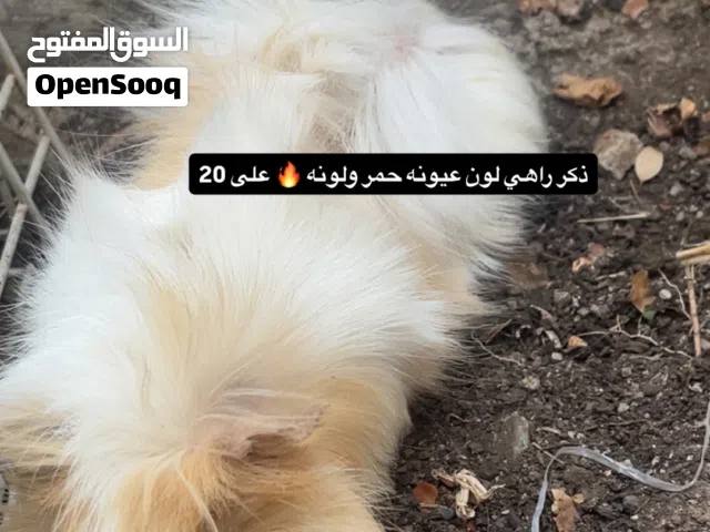 همتارو للبيع