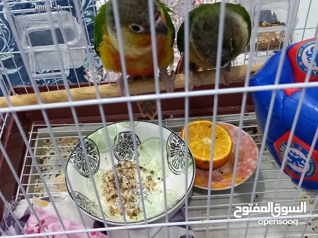 كنيور 2 للبيع 250 الف