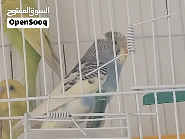 3فروخ بقلينو اقرا وصف
