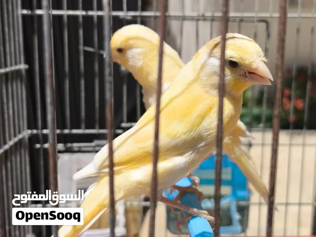 2 ذكورة كناري عين حمره