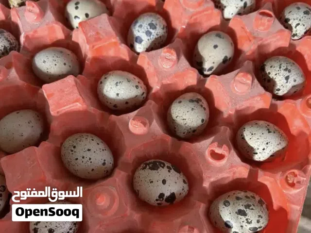 بيض سمان تكساس الأصلي مخصب