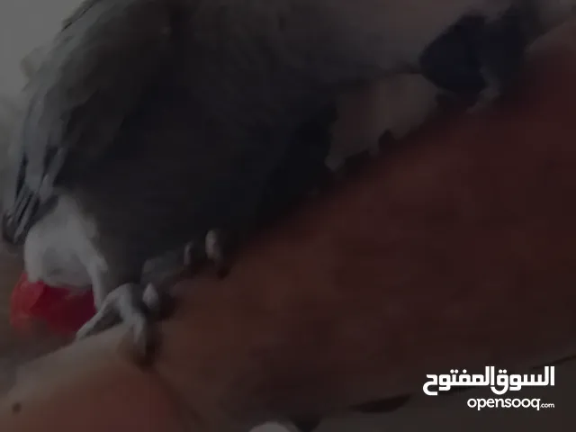 ذكر بغبغان زنجباري كاسكو اسمه سلطان مدرب واليف ودبلة مغلقة وبيقف على الايد وبسعر مغري جداً 18000جنية