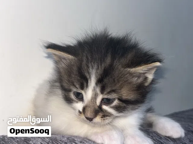 قطه للبيع بسعر 20 الف