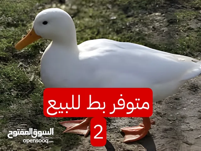 بط كبير