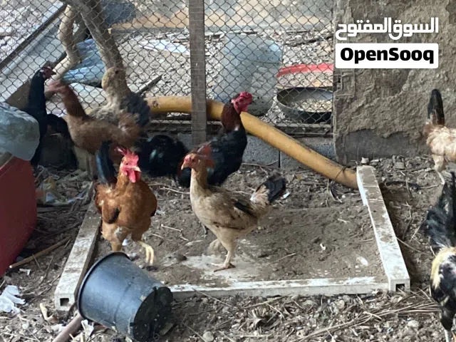 دجاج عماني محلي