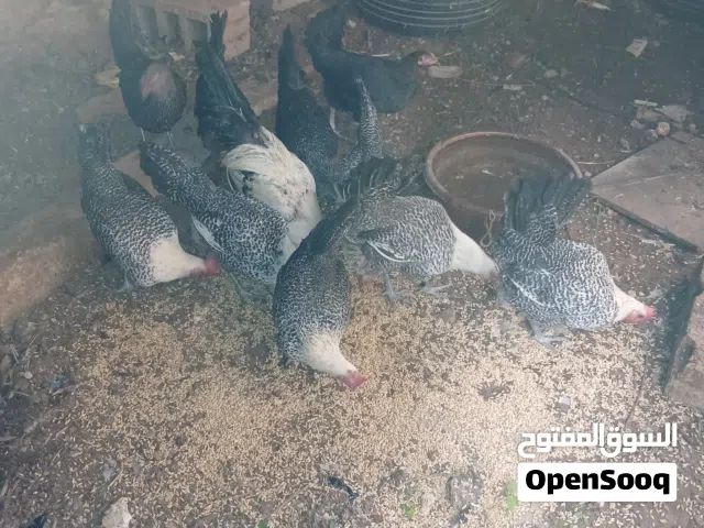 دجاج فيومي اصلي