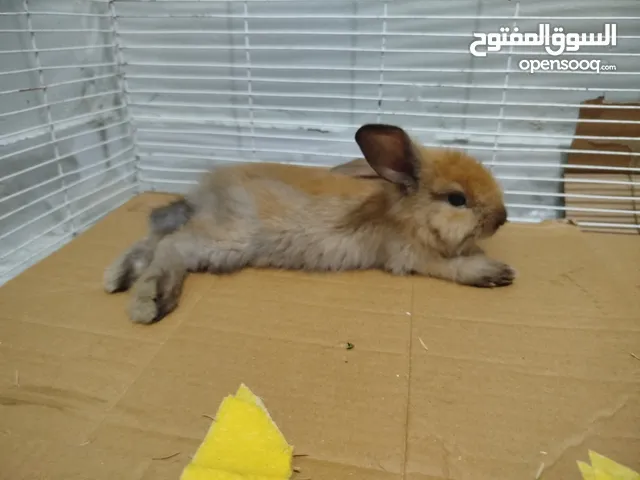 ارنب ليون هيد ، الارنب جميل جدا و بيحب اللعب جدا عمره شهرين و مفيش خوف من الايد خالص و متعلم ليتر بو