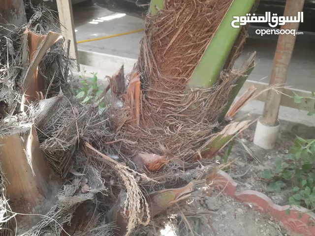 بيع فسيلة برحي عراقية الأصل وليست نسيجية