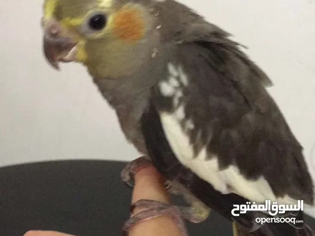 So cute cocktail and he talks and Dance and doesn’t have bite in Al ain only