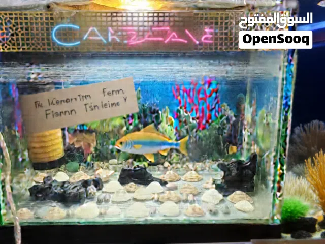 حوض سمك محلي الصنع بسعر 15000 ريال قابل للتفاوض بالمعقول