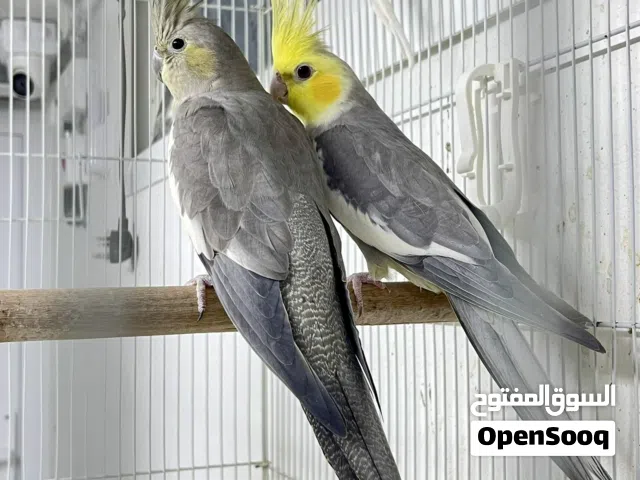 مجموعة كوكاتيل ( تربية داخليه ) - اقرأ الوصف